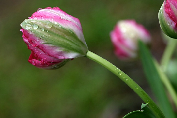 rainy tulip