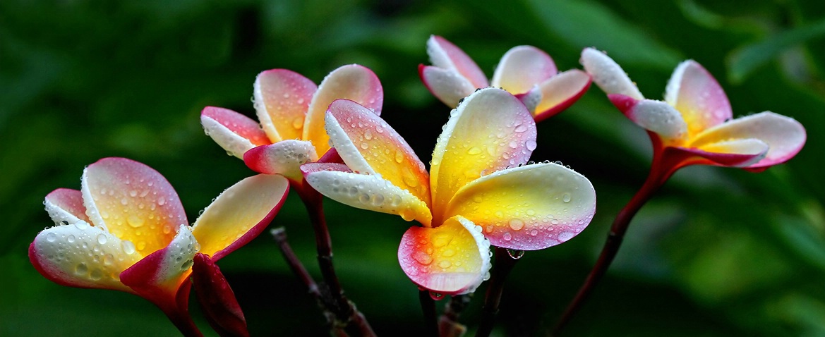 After the Rain - ID: 3752505 © Janine Russell