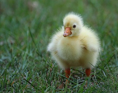 Little Gosling