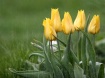 Tulips in the Rai...