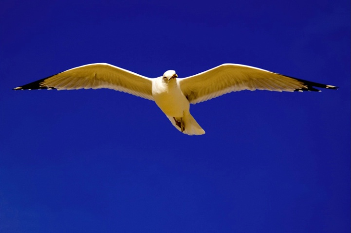 Seagull II