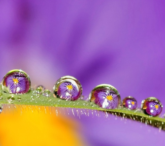 Pansy refraction