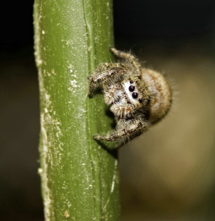 Irritated Spider