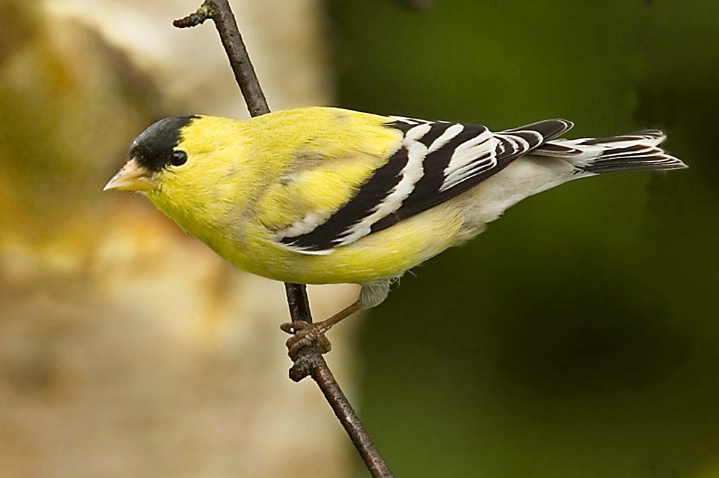 American Goldfinch - Breeding Plumage - ID: 3756271 © John Tubbs