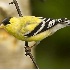 2American Goldfinch - Breeding Plumage - ID: 3756271 © John Tubbs