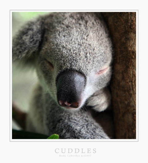 Australian Baby Koala