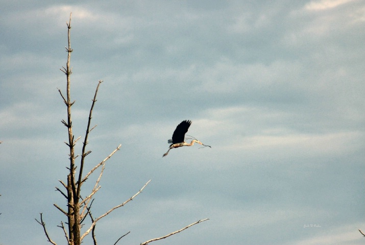 NEST BUILDER