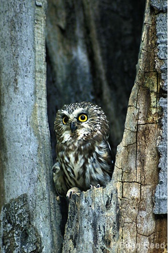 Saw-Whet owl