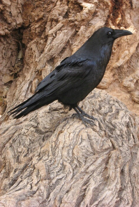 Indian Garden Raven