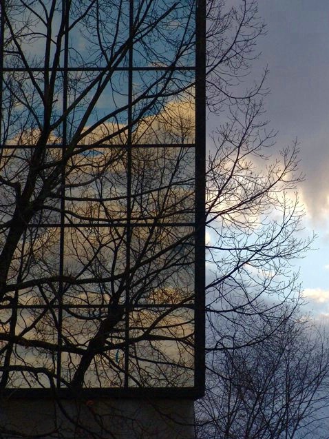 tree_reflection_1314 - ID: 3759772 © John W. Davis