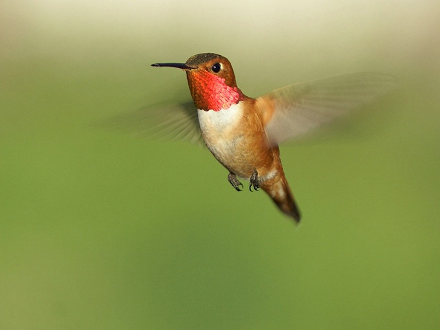Just Buzzing Around!
