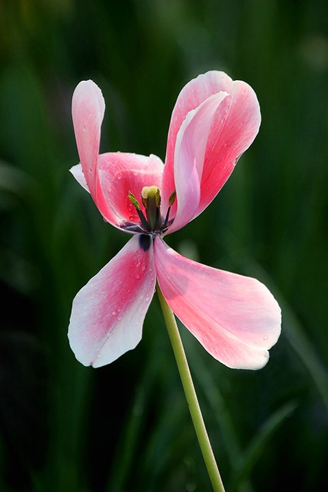 X-tra Special Tulip