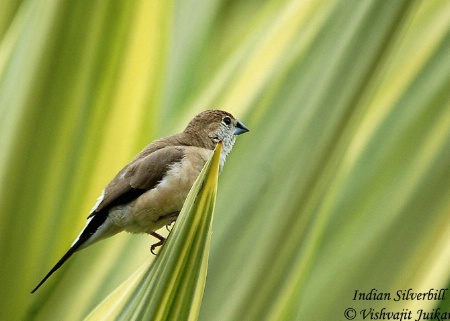 Indian Silverbill