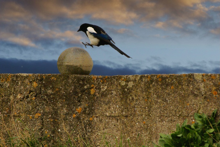 Hopping mad magpie