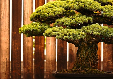 Bonsai