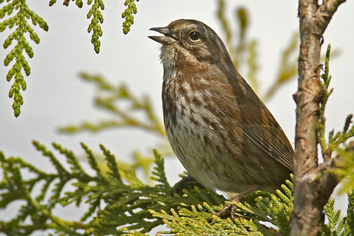 Singing Song Sparrow - ID: 3761948 © John Tubbs