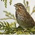 2Singing Song Sparrow - ID: 3761948 © John Tubbs
