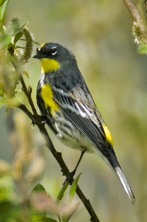 Yellow Rumped Warbler (Audubon's) - ID: 3761949 © John Tubbs
