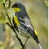 2Yellow Rumped Warbler (Audubon's) - ID: 3761949 © John Tubbs