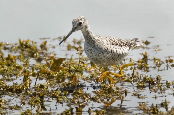 Greater Yellowlegs - ID: 3761950 © John Tubbs