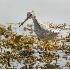 2Greater Yellowlegs - ID: 3761950 © John Tubbs