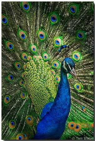 Peacock