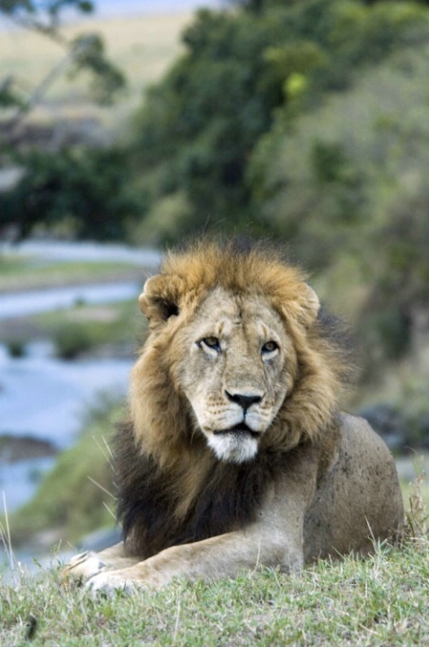 Lion and Mara River - ID: 3766205 © Ann E. Swinford