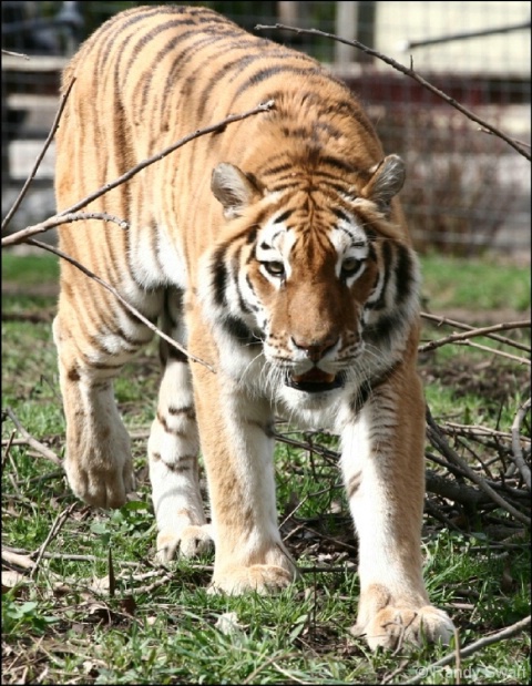 Nice kitty