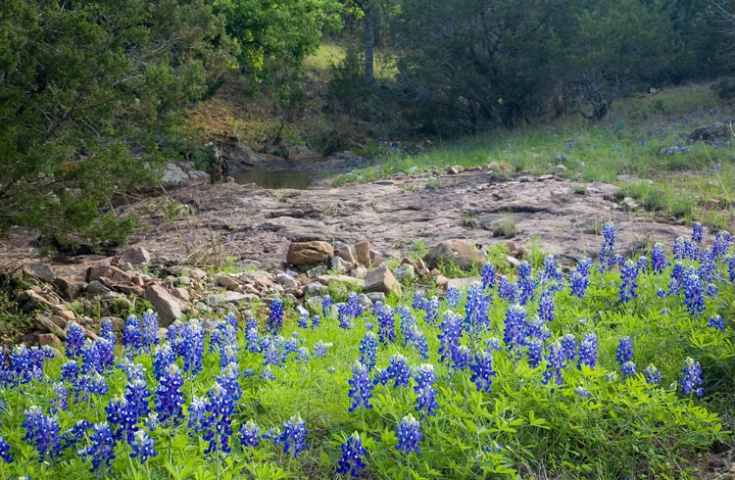 Spring in Texas