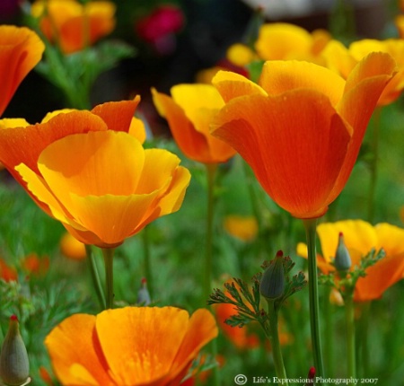 California Poppy