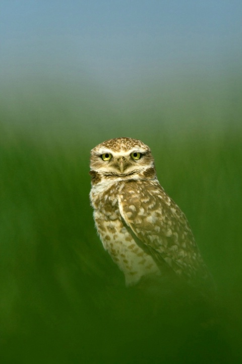 Burrowing Owl Close-Up