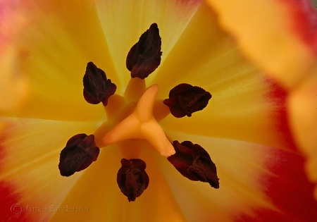 Tulip Macro
