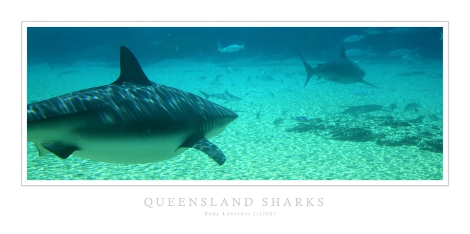 Queensland Sharks