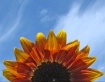 Rising Sun Flower