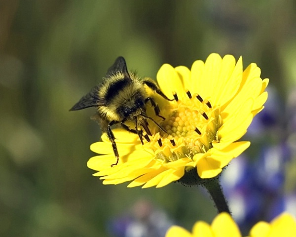Got Pollen? - ID: 3773374 © Leslie J. Morris