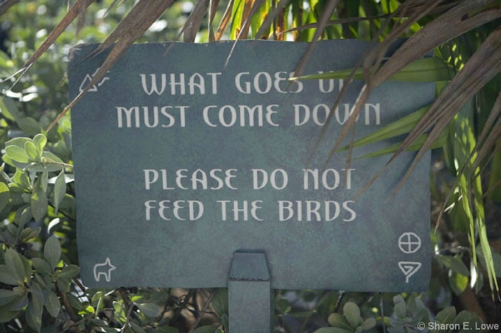 Don't feed the birds! - ID: 3773652 © Sharon E. Lowe