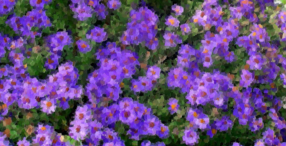 Asters in Amanas