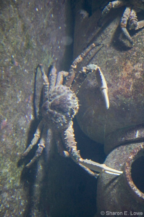 Stone Crab - the Dig, Atlantis - ID: 3774027 © Sharon E. Lowe
