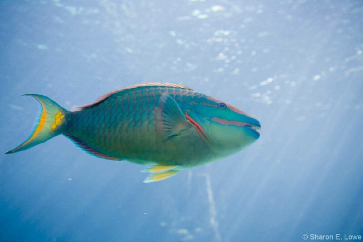 Parrot Fish - the Dig, Atlantis - ID: 3774050 © Sharon E. Lowe