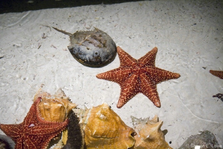 Six-armed Sea Star and Horseshoe Crab - the Dig - ID: 3774073 © Sharon E. Lowe