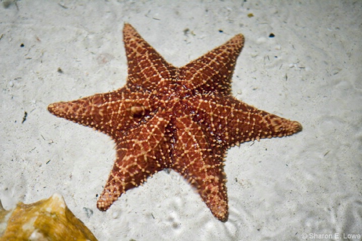 Six-armed Sea Star - the Dig, Atlantis - ID: 3774078 © Sharon E. Lowe