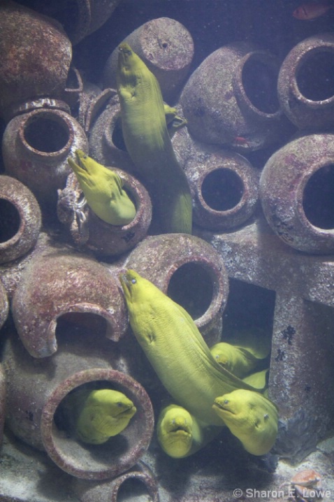 Moray Eels - the Dig, Atlantis - ID: 3774081 © Sharon E. Lowe