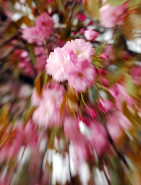 Cherry blossom explosion
