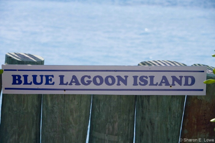 Dolphin Encounters Trip - Blue Lagoon Island - ID: 3774160 © Sharon E. Lowe