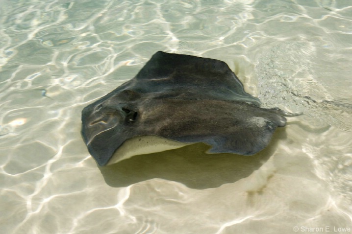 Another Ray - ID: 3774244 © Sharon E. Lowe