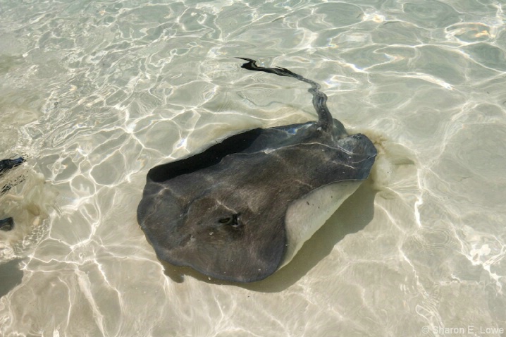 One of Several Rays - ID: 3774251 © Sharon E. Lowe