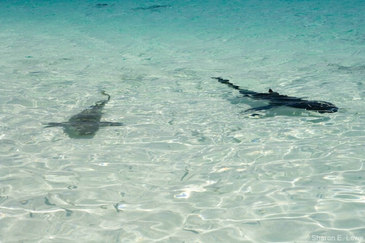 Sharks in the Water - ID: 3774261 © Sharon E. Lowe