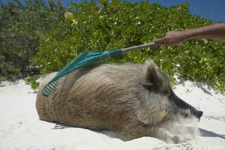 The Boar loved to be combed with a rake - ID: 3774270 © Sharon E. Lowe