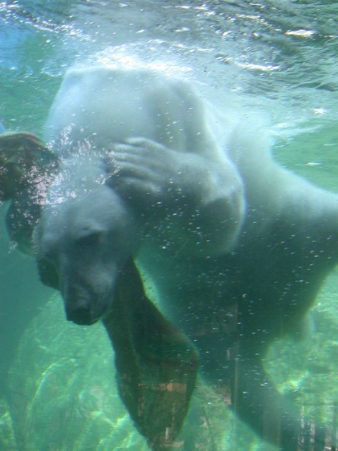 Polar Bear Peek-a-boo