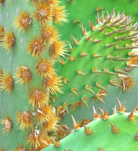 Prickly Convergence